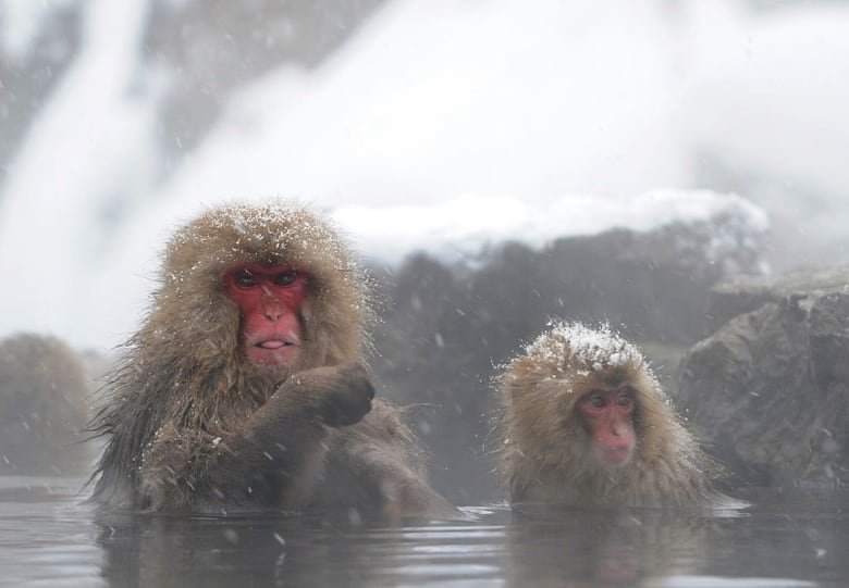 Japanese macaque monkeys, known as "snow monkeys," take an open-air-hot spring bath while snowflakes fall at the Jigokudani (death valley) Monkey Park in the town of Yamanouchi, Nagano prefecture on January 19, 2014. Some 160 of the monkeys inhabit the area and are a popular tourist draw.