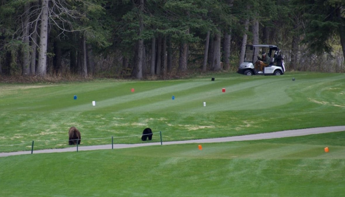 golf-bear-3 A golf cart tries to bypass two black bears, a mother and cub, at the Kananaskis Country Golf Course on May 21.