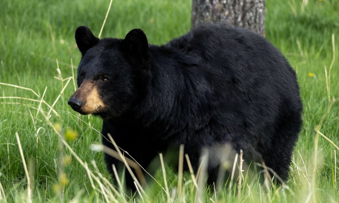 golf-bear-4 A black bear in Kananaskis on May 24, 2025.