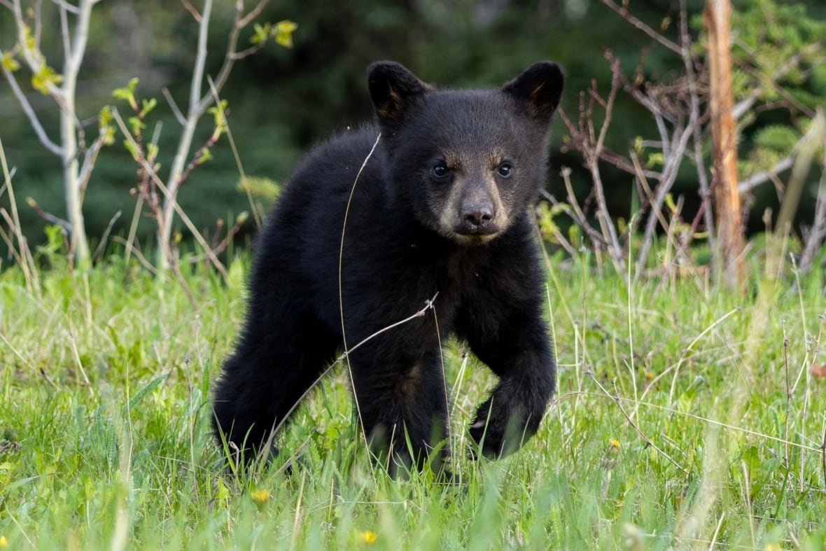 golf-bear-5 A black bear cub pictured in Kananaskis on May 24, 2025.