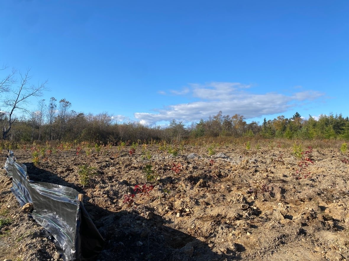 loch-lomond-area-tree-planting-site-1 Landscape of freshly planted trees in dirt next to a black tarp wall and forest in the background and a blue sky.