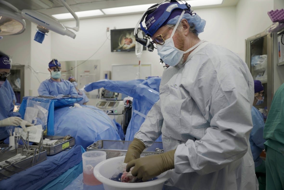 pig-human-transplants Doctor prepares a pig kidney for transplant into a brain-dead man.