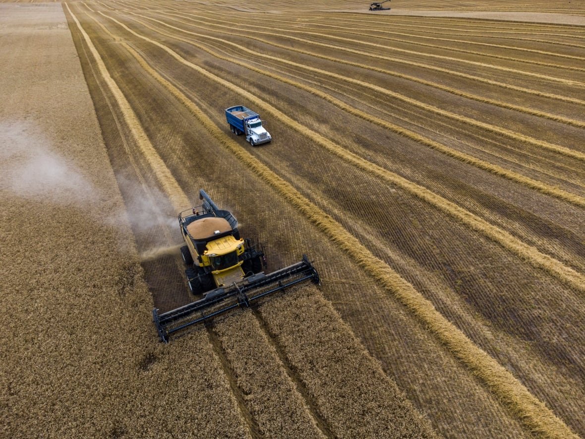 wheat-harvest-20230919 Aerial shot of machines harvesting wheat in a wheat field