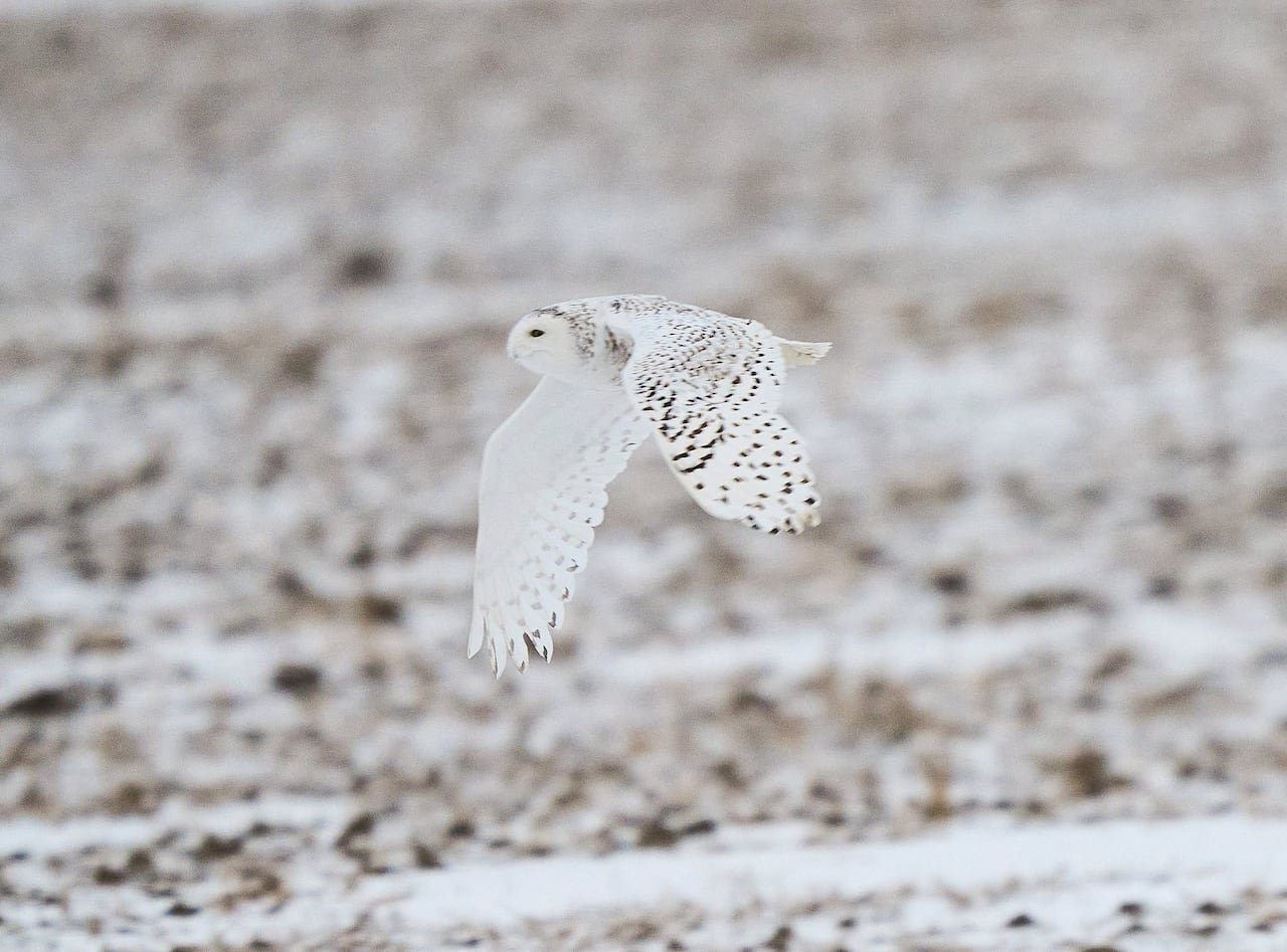 default-415 A snowy owl in flight over a snow-covered landscape.