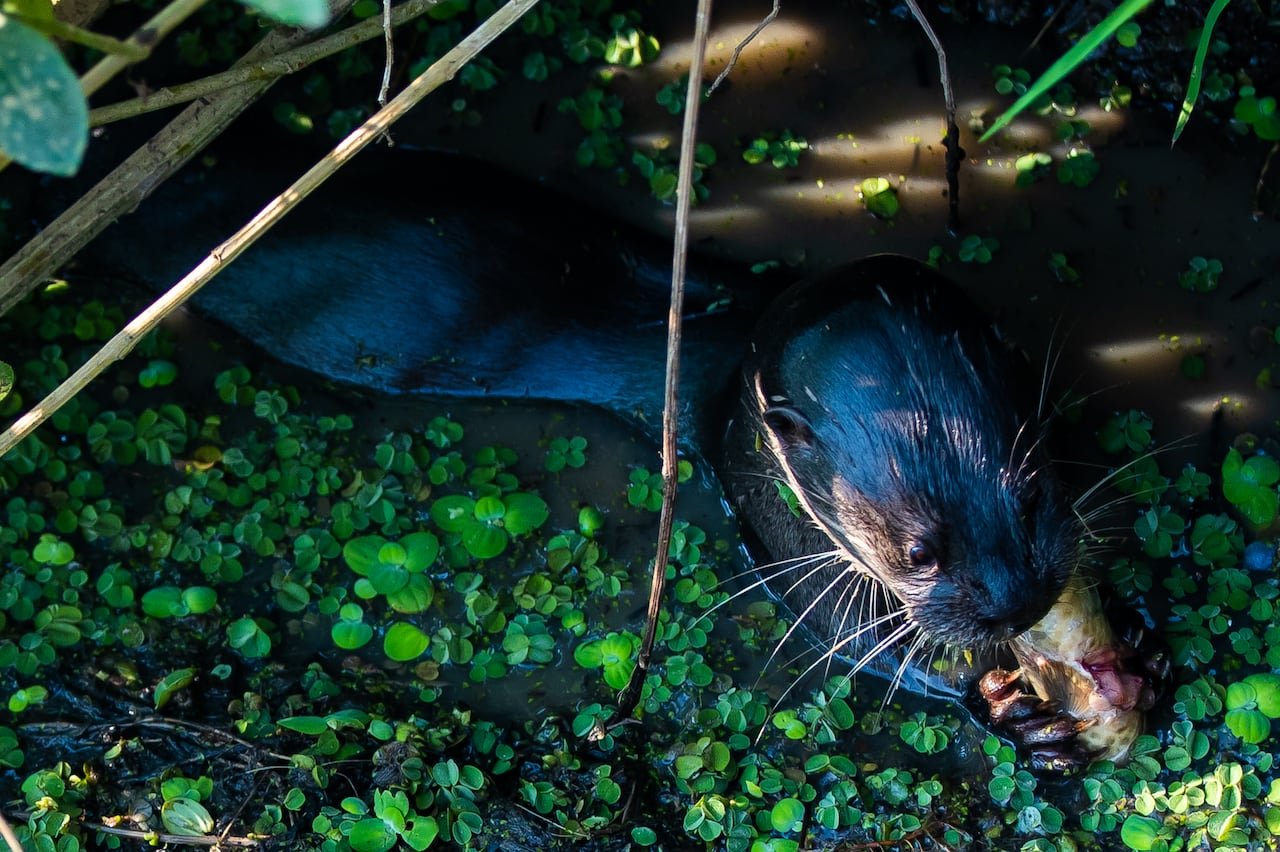 default-420 A giant otter feeding in a wetland environment.