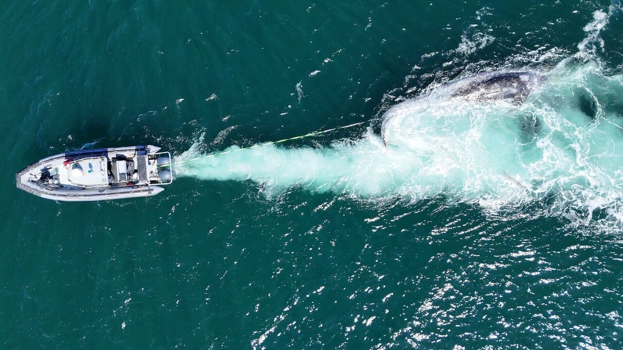 default-149 A boat tows a grey whale carcass.