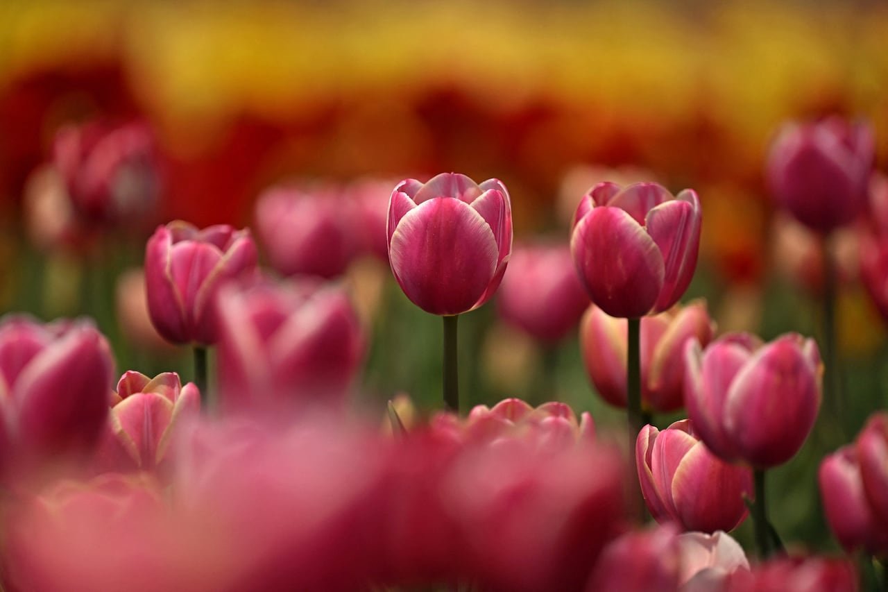 default-279 Pink tulip flowers grow in a field.