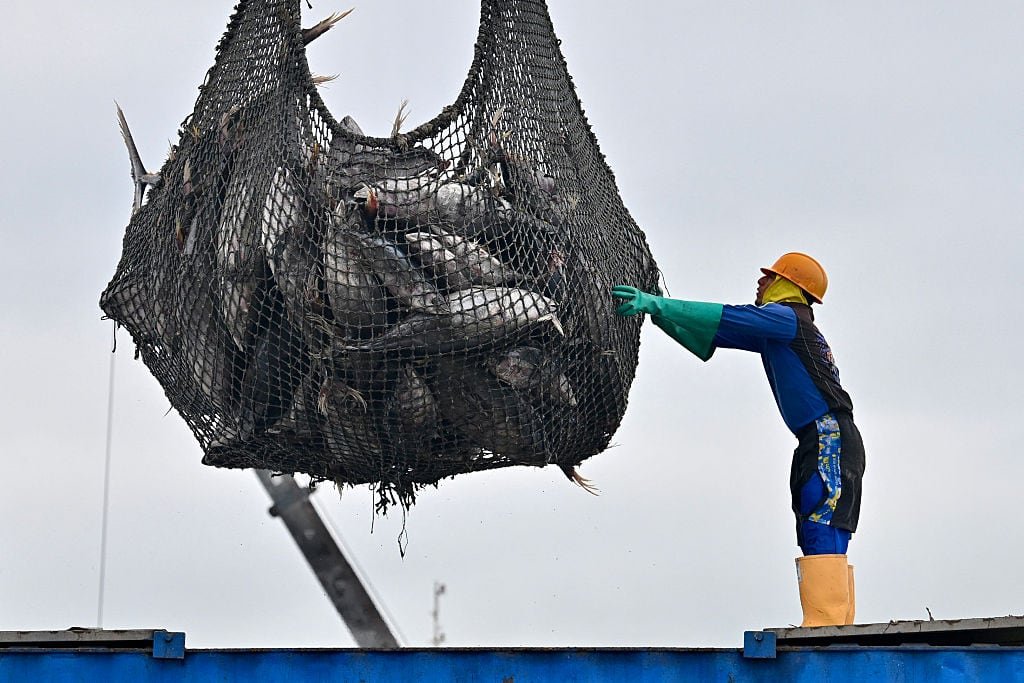 A net full of tuna and a worker with boots, gloves and hardhat