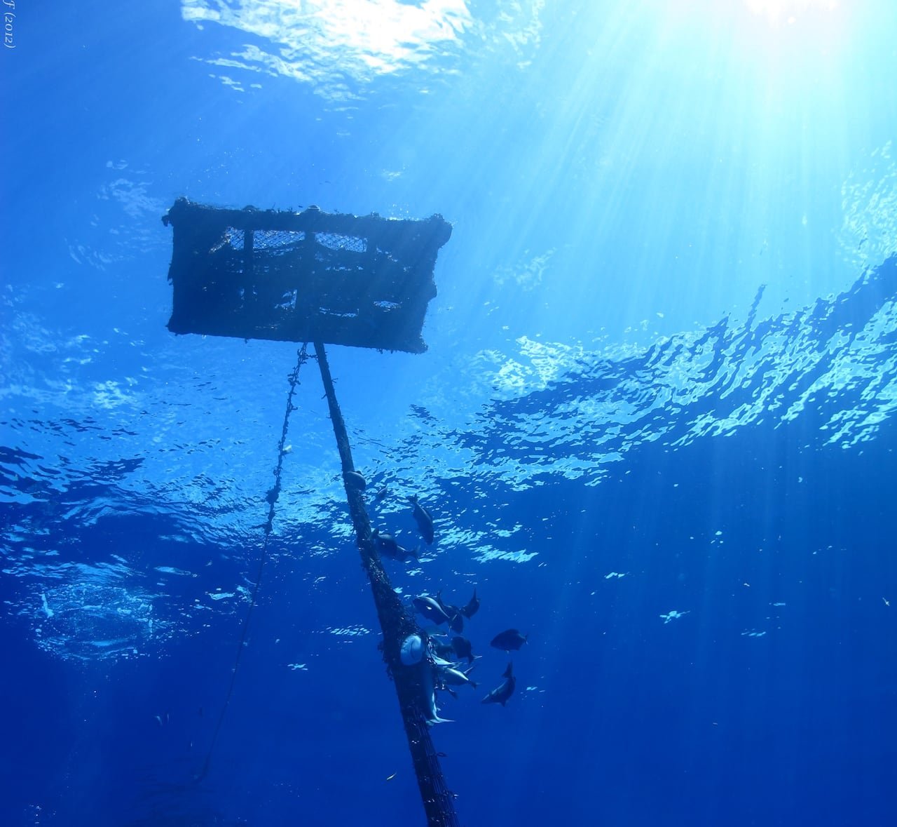 Underwater image of fish near a rope under a raft